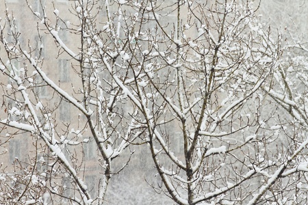  beautiful winter tree covered with snow, snowstorm, winterの写真素材