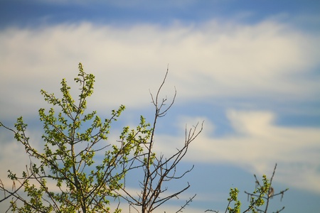 clouds on a beautiful sky, summer sky landscape, nature  の写真素材