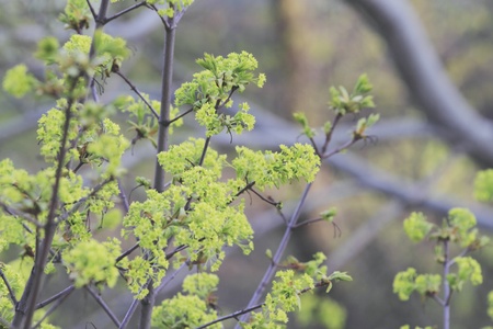 young spring leaves green background on the objectの写真素材