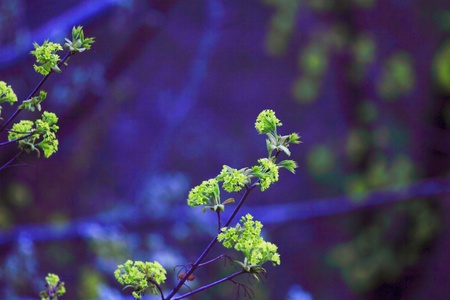 young spring leaves green background on the objectの写真素材