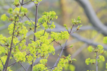 young spring leaves green background on the objectの写真素材