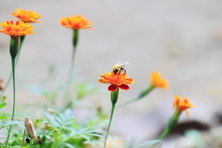 flowers in nature in the parkの写真素材