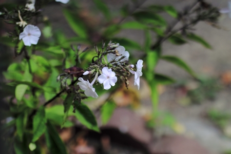 flowers in nature in the parkの写真素材