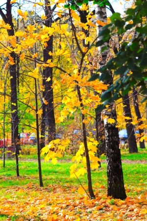 Autumn in the Parkの写真素材