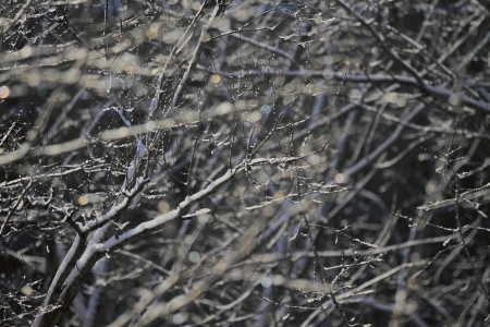 snowy landscape, winter in Russiaの写真素材