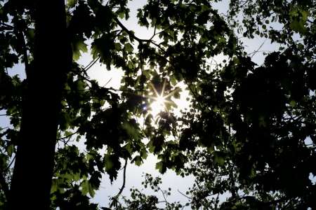 beautiful plantsの写真素材