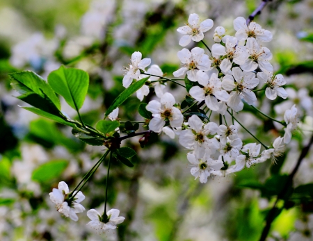 beautiful plantsの写真素材