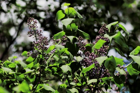 beautiful plantsの写真素材