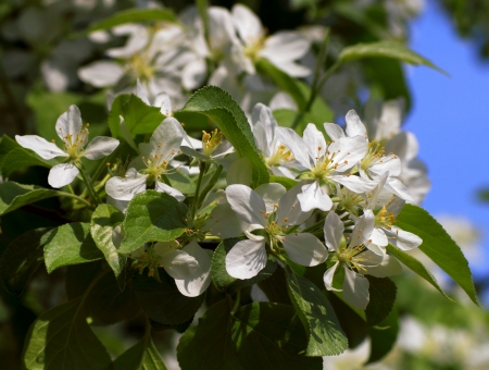 beautiful plantsの写真素材
