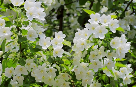 beautiful plantsの写真素材