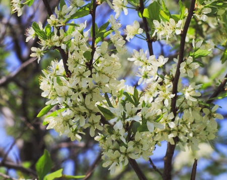 beautiful plantsの写真素材