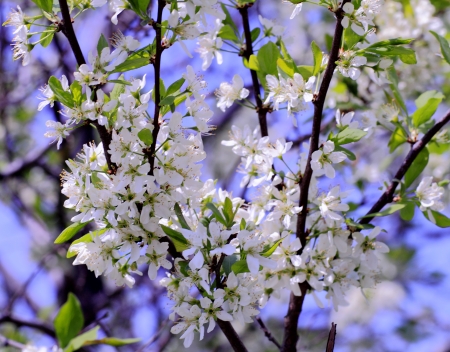 beautiful plantsの写真素材