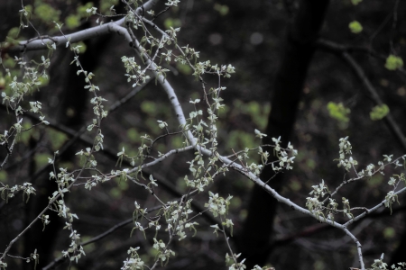 beautiful plantsの写真素材
