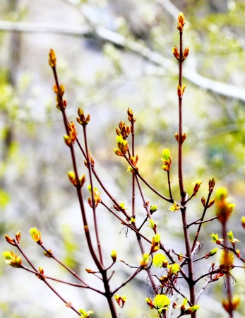 beautiful plantsの写真素材