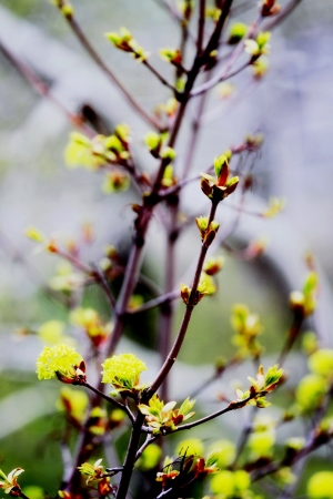 beautiful plantsの写真素材