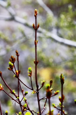 beautiful plantsの写真素材
