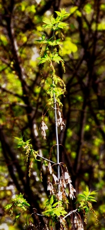 beautiful plantsの写真素材