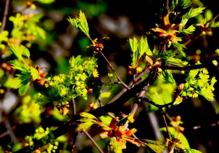 beautiful plantsの写真素材