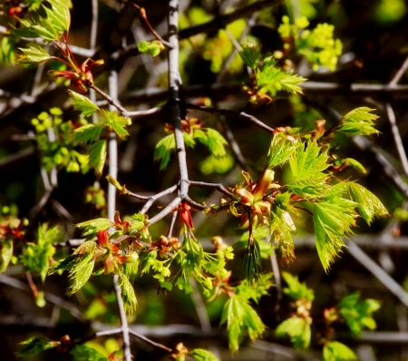 beautiful plantsの写真素材