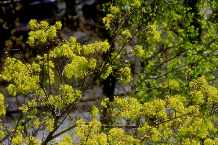 beautiful plantsの写真素材