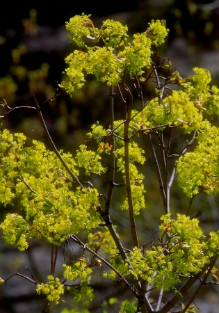 beautiful plantsの写真素材