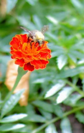 bee on a flowerの写真素材