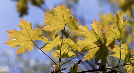  Autumn leavesの写真素材