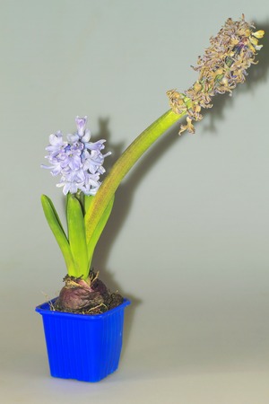 home flowers, hyacinthsの写真素材