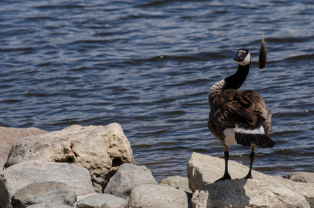 Canadian Gooseの写真素材