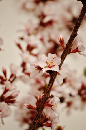 Apple Blossomsの写真素材
