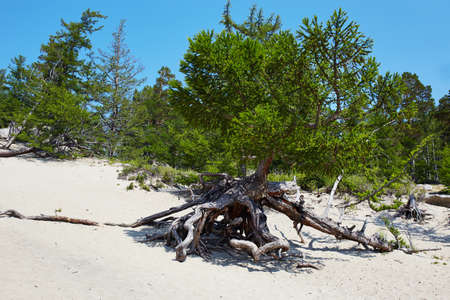 Walking tree. The roots of the old larch stick out from under the sandy soil. Stilted trees on the shore of lake Baikalの写真素材