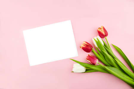 Tulips on pink background, spring bouquet. Greeting card. Mothers day, Valentines Day, Birthday...