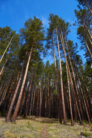 Pine forest on a sunny day. Vertical orientation.