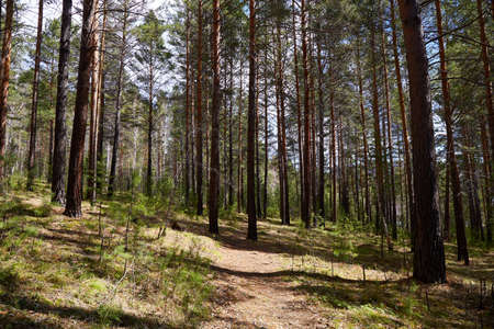 A trail in a pine forest on a warm sunny day.の写真素材
