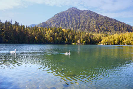 Beautiful autumn landscape. Swans swim in a warm Emerald lake near Lake Baikal. Orthodox Chapel of the Holy Prophet Solomon on the shore.の写真素材
