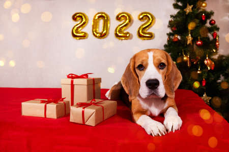 A Beagle dog in a house decorated with a Christmas tree balloons, gifts, bokeh sparkling lights....
