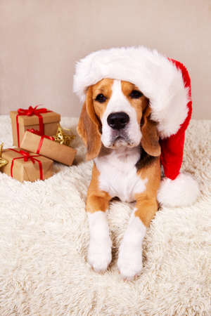 Happy New Year and Merry Christmas. A Beagle dog in a Santa Claus hat at home with gifts. Vertical orientationの写真素材