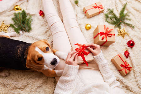 The girl is sitting on the bed and tying a ribbon on a box with a gift for Christmas. A beagle dog is lying nearby.の写真素材