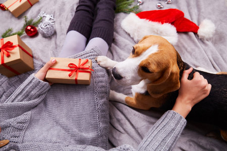 A girl in a knitted gray sweater holds a gift in her hands. A beagle dog is lying nearby. Cozy Christmas at home.の写真素材
