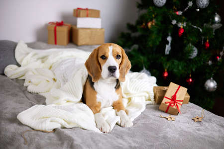 The beagle dog is lying on the bed, covered with a white knitted blanket. Next to the boxes with Christmas gifts.の写真素材
