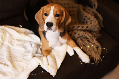 Cute dog beagle is lying on the sofa, a knitted blanket.の写真素材