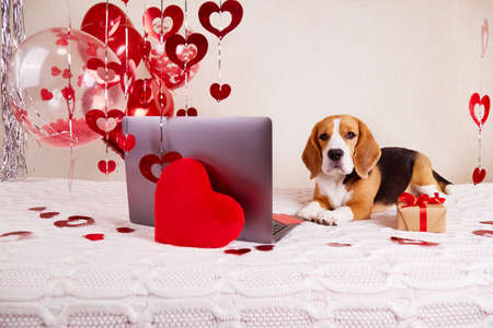 The beagle dog is lying on a white knitted blanket, next to a gift with a red ribbon and a laptop with a credit cardの写真素材