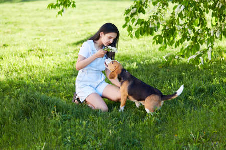 A young girl and a beagle dog are resting on the green grass in the park. Cherry blossoms, a warm day.の写真素材