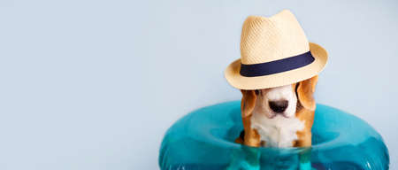 A beagle dog in a straw hat and an inflatable swimming circle on a blue background. Banner. The concept of a summer holiday by the sea. copyspace.の写真素材