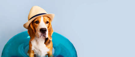 A beagle dog in a straw hat and an inflatable swimming circleの写真素材