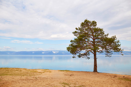 beautiful summer landscape. A lonely pine tree on the beach by the lake shore. cloudy day.の写真素材