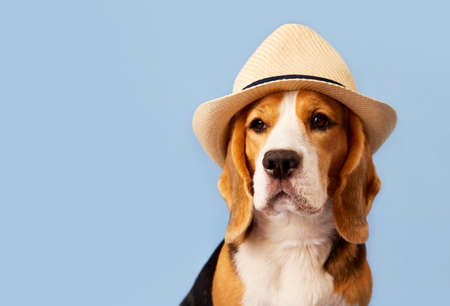 A beagle dog in a straw hat on a blue background. Banner. The concept of a summer holiday. copyspace.の写真素材