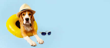 A lying beagle dog in a straw hat and a swimming circle on a blue background. Banner. The concept of a summer holiday by the sea. copyspace.の写真素材