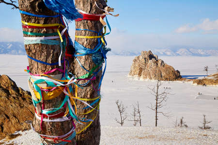 Multicolored ribbons on the trunk of larch trees.の写真素材