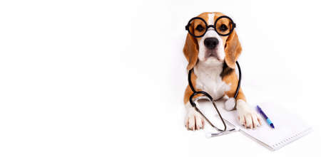 A beagle dog with glasses and a stethoscope on a white isolated background. Banner. The animal looks like a doctor or a veterinarian.の写真素材